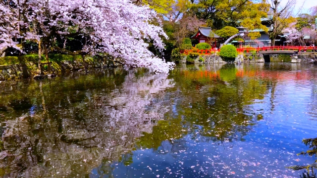 春の静岡・三島市　源氏ゆかりの「三嶋大社」神池の厳島神社（摂社）